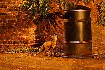 Urban Red fox (Vulpes vulpes) cub looking up at litter bin, West London, UK, June