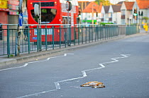 Dead urban Red fox (Vulpes vulpes) run over in West London, UK, June 2011