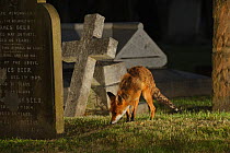 Male urban Red fox (Vulpes vulpes) sniffing ground near graves, West London cemetery, UK, May. Did you know? Foxes have 28 different calls to communicate with each other, as well as a number of visual...