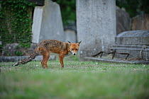 Urban Red fox (Vulpes vulpes) in cemetery, West London, UK, May