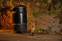 Urban Red fox (Vulpes vulpes) cub standing bvy litter bin, West London, UK, June