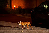 Urban Red fox (Vulpes vulpes) cub chewing on scavenged food, West London, UK, June