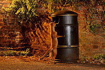 Urban Red fox (Vulpes vulpes) standing on hind legs in front of litter bin, West London, UK, June