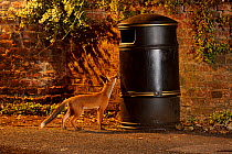 Urban Red fox (Vulpes vulpes) cub sniffing at litter bin, West London, UK, June