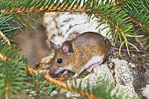Yellow-necked mouse (Apodemus flavicollis) captive , Lower Saxony, Germany,