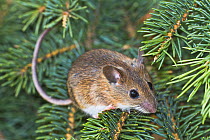 Yellow-necked mouse (Apodemus flavicollis) adult on coniferous tree, Lower Saxony, Germany, captive