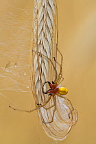 Yellow sac spider (Cheiracanthium punctorium), male and web on grass seedhead, Brandenburg, Germany,
