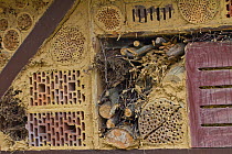 Insect hotel / Artificial nest holes and shelter for insects and invertebrates, Nordrhein-Westfalen, Germany