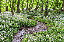 Small stream running through Ramsons / Wild garlic (Allium ursinum) flowers within woodland, Saxony-Anhalt, Germany,