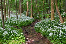 Stream through Ramsons / Wild garlic (Allium ursinum) in flower within woodland, Saxony-Anhalt, Germany,