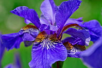 Siberian iris (Iris sibirica) in flower, Lower Saxony, Germany