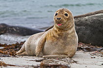 Grey seal (Halichoerus grypus) with tongue out, on  beach, Dune of Helgoland, North Sea, Germany,
