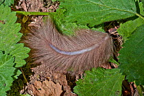 Tail of a Fat / Edible dormouse (Glis glis), found detached on woodland floor after being caught by a predator, Lower Saxony, Germany,