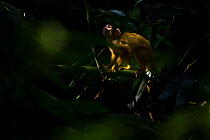 Wild Bolivian / Peruvian Squirrel Monkey (Saimiri boliviensis) hiding in shadows in tree. Madidi National Park, Bolivia.