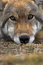 Eurasian / European / Forest Wolf (Canis lupus lupus) head portrait resting on ground. Mongolia, August.