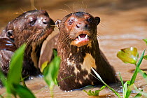 Two Giant Otters (Pteronura brasiliensis) in water. Endangered. Brazil, South America.