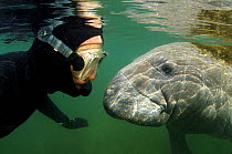 Florida Manatee (Trichechus manatus latirostris) face-to-face with a diver. This is a subspecies of West Indian Manatee. Crystal River, Florida, USA, January.