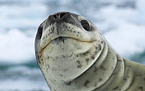 Leopard Seal (Hydrurga leptonyx) portrait. Antarctica, January.