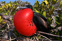 Magnificent Frigatebird (Fregata magnificens) male inflating neck pouch to attract a mate. January.