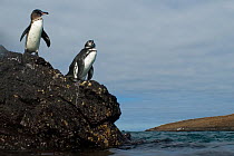 Galapagos Penguins (Spheniscus mendiculus) on coastal volcanic rock. Galapagos Islands, July.