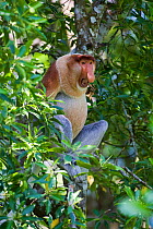 Proboscis / Long-nosed Monkey (Nasalis larvatus) calling from a tree. Endangered. Borneo, Indonesia.
