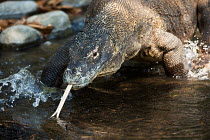 Komodo Dragon / Monitor (Varanus komodoensis) walking through stream. Vulnerable. Komodo Island, Indonesia.