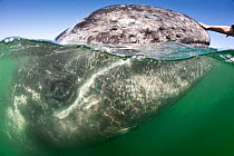 Grey Whale (Eschrichtius robustus) calf at the water surface being petted by a tourist. San Ignacio Lagoon, Baja California, Mexico, April.