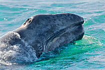 Grey Whale (Eschrichtius robustus) calf with head above the water surface. Whale lice are visible around the blow-hole. San Ignacio Lagoon, Baja California, Mexico, February.