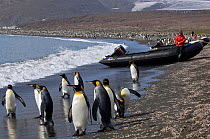 King Penguin (Aptenodytes patagonicus) rookery with people looking on from near boats. South Georgia, Antarctica.