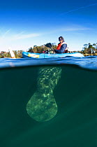 Florida Manatee (Trichechus manatus latirostris) tail beneath a person in a kayak. Vulnerable. Crystal River, Florida, USA.
