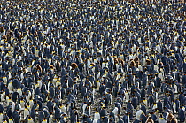 Many King Penguins (Aptenodytes patagonicus) at a huge rookery. South Georgia, Antarctica, January.