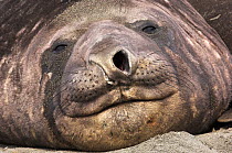 Portrait of Southern Elephant Seal (Mirounga leonina), the largest species of pinniped. South-Georgia, Antarctica, January.