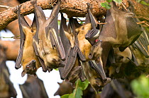 Straw-coloured Fruit Bats (Eidolon helvum) hanging from their daytime roost. Threatened. Kasanka National Park, Zambia, Africa, December.