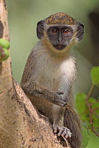 Green Monkey / Callithrix Monkey (Chlorocebus sabaeus) portrait. Gambia, February.