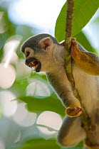 Common Squirrel Monkey (Saimiri sciureus ssp. macrodon) in tree, calling, Peru, captive