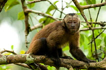 Large headed capuchin (Sapajus macrocephalus) Peru