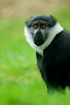 L'Hoest's monkey (Cercopithecus l'hoesti) vulnerable, Captive
