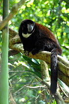 Widow Monkey / Yellow-handed Titi Monkey (Callicebus torquatus lucifer / Callicebus lucifer), captive, Peru