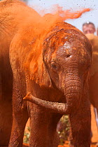 Orphaned African Elephant (Loxodonta africana) 'Murka' with spear wound to the head, having a dust bath. David Sheldrick Wildlife Trust Nairobi Elephant Nursery, Kenya, July 2007.