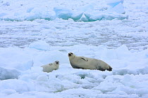 Ribbon Seal (Histriophoca fasciata) mother with pup on sea ice. Arctic Ocean.