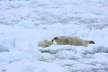Ribbon Seal (Histriophoca fasciata) mother with pup on sea ice. Arctic Ocean.