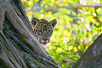 Jaguar (Panthera onca), one-year cub peering from behind tree, Cuiaba River, Pantanal, Brazil. near threatened species