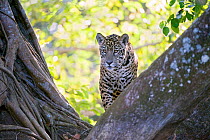 Jaguar (Panthera onca), one-year cub looking down from tree, Cuiaba River, Pantanal, Brazil. near threatened species