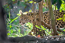 Jaguar (Panthera onca), one-year cub walking through vegetation, Cuiaba River, Pantanal, Brazil. near threatened species