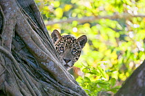 Jaguar (Panthera onca), one-year cub watching a fly from behind tree, Cuiaba River, Pantanal, Brazil. near threatened species
