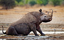 Black Rhinoceros (Diceros bicornis) wallowing in mud, Etosha National Park, Namibia October