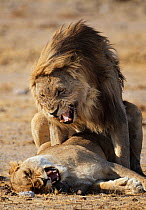 African lions (Panthera leo) mating, Etosha National Park, Namibia October