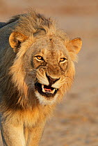 RF- African lion (Panthera leo) young male snarling, Etosha National Park, Namibia. October. (This image may be licensed either as rights managed or royalty free.)