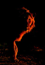 African lion (Panthera leo) young male backlit at sunrise, Etosha National Park, Namibia October