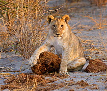 African lion (Panthera leo) cub with very large elephant dung, Etosha National Park, Namibia October